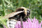 Bombus vestalis