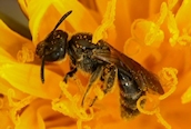Halictus tumulorum