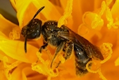 Lasioglossum lativentre