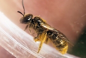 Lasioglossum calceatum