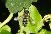 Megachile (denticulata ?)
