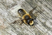 Megachile sp.