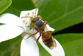 Nomada flava