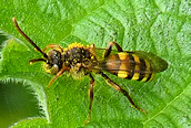Nomada (leucophthalma ?)
