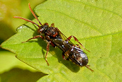 Nomada (marshamella ?)