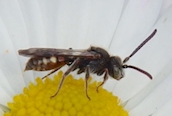 Nomada fabriciana