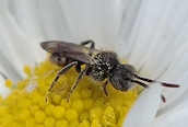 Nomada flavoguttata