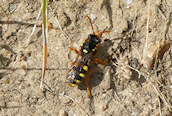 Nomada fucata