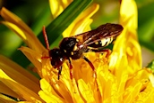 Nomada goodeniana