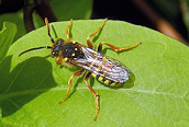 Nomada goodeniana