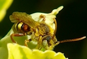 Nomada lathburiana