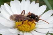 Nomada marshamella