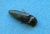 Melanotus castanipes ?