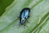 Agelastica alni