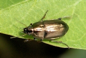 Amara sp.