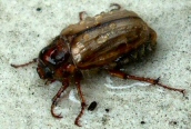 Summer Chafer