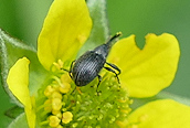 Anthonomus rubi