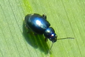 Aphthonia nonstriata