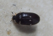 Attagenus pellio ?