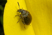 Bruchidius villosus