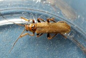 Cantharis (rufa)