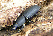 Carabus violaceus