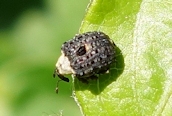 Cionus sp.