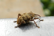 Curculio glandium