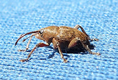 Curculio glandium