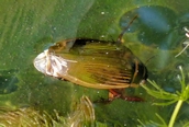 Dytiscus marginalis