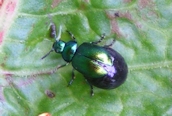 Gastophysa viridula
