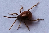 Gibbium sp.