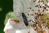 Grammoptera ruficornis