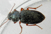 Harpalus rufipes