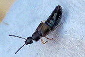 Omalium sp.