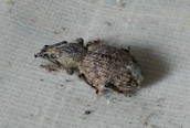 Otiorhynchus singularis