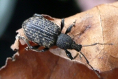Otiorhynchus sulcatus