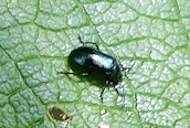 Phratora sp. 