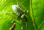 Phyllobius pyri