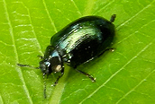 Plagiodera versicolora 