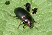 Poecilus cupreus