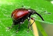 Tatianaerhynchites aequatus