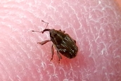 Trichosirocalus troglodytes