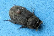 Trox scaber
