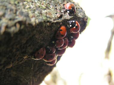 Coccinella septempunctata