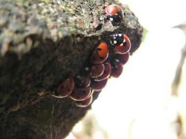 Coccinella septempunctata