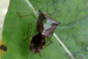 Hawthorn Bug