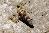 Acericerus heydenii