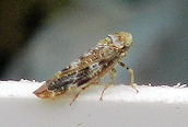 Allygus mixtus 