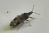 Anthocoris nemorum